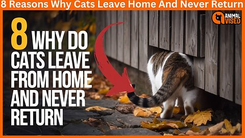 8 Reasons Why Cats Leave Home And Never Return | Animal Vised