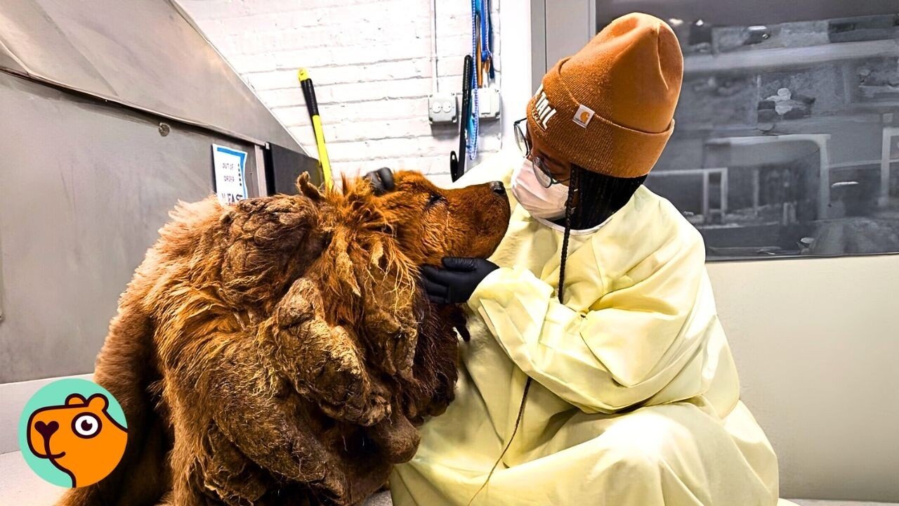 Super Matted Mastiff Gets a Hair Cut For The First Time | Cuddle Buddies