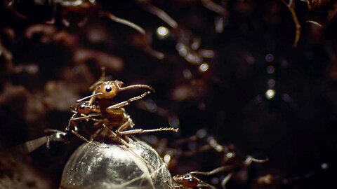 Ants Rip Queen_s Legs Off _ Empire Of The Desert Ants