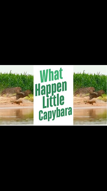 Epic sighting of jaguar killing a capybara today #shorts #jaguar #bigcat #wildlife