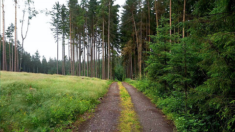 Old Memories - Relaxing Walk In The Forest ASMR