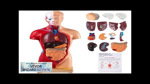 VEVOR Human Body Model 15 Parts 11 Inch Human Anatomy Model Medical Review