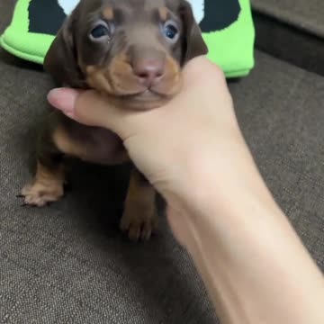 I Love Dachshunds So Much