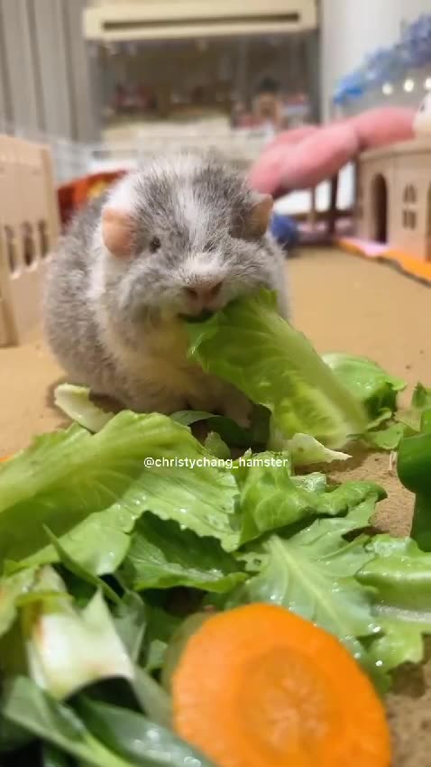 "Charming Chinese Baby Rabbits in a Cozy Home Wonderland"