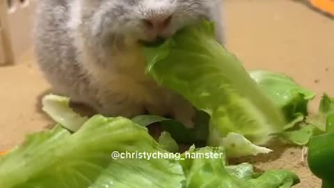 "Charming Chinese Baby Rabbits in a Cozy Home Wonderland"