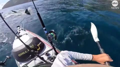 Great White Shark stalks a lone Kayaker in New Zealand 😳