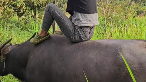 8. Daily life of a cattle herder, playing with a buffalo