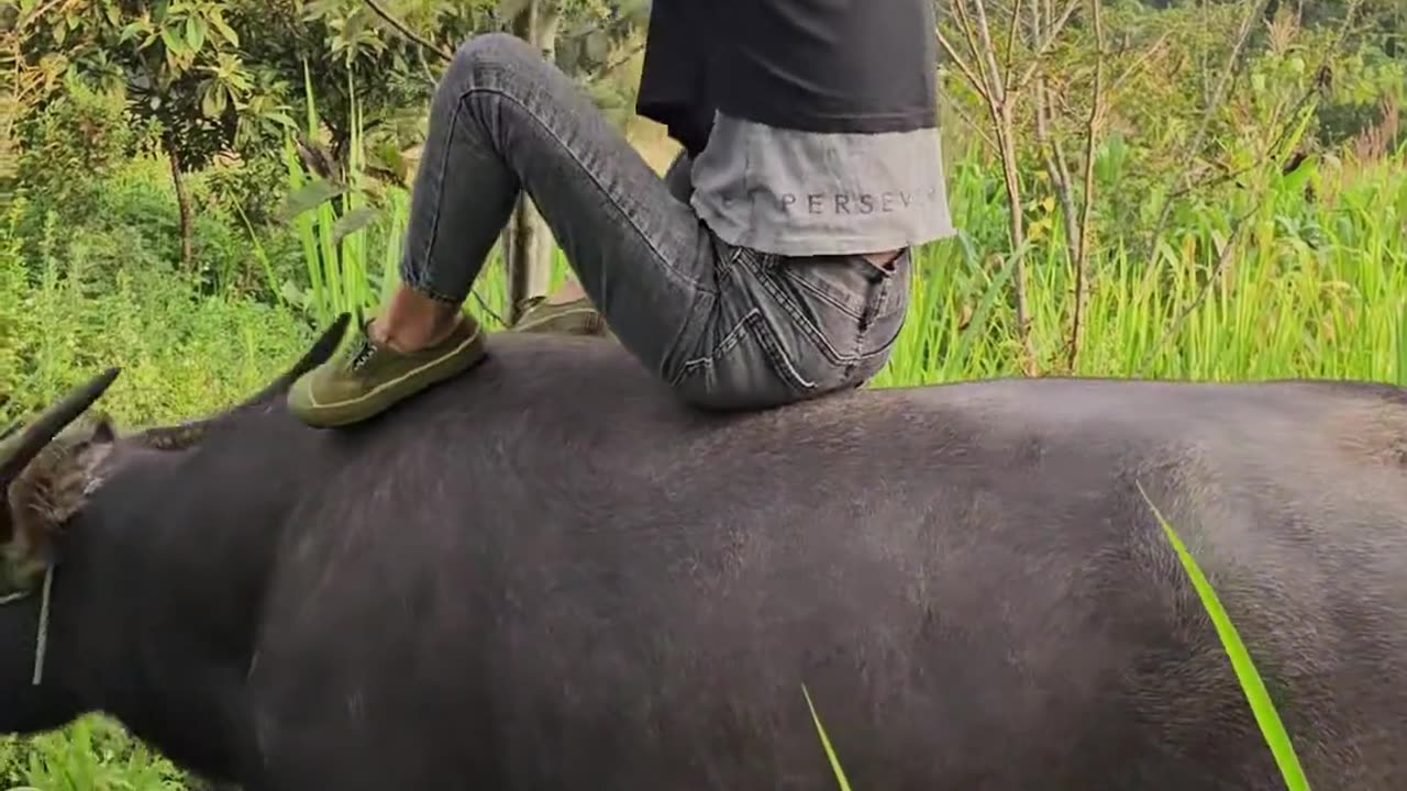 8. Daily life of a cattle herder, playing with a buffalo