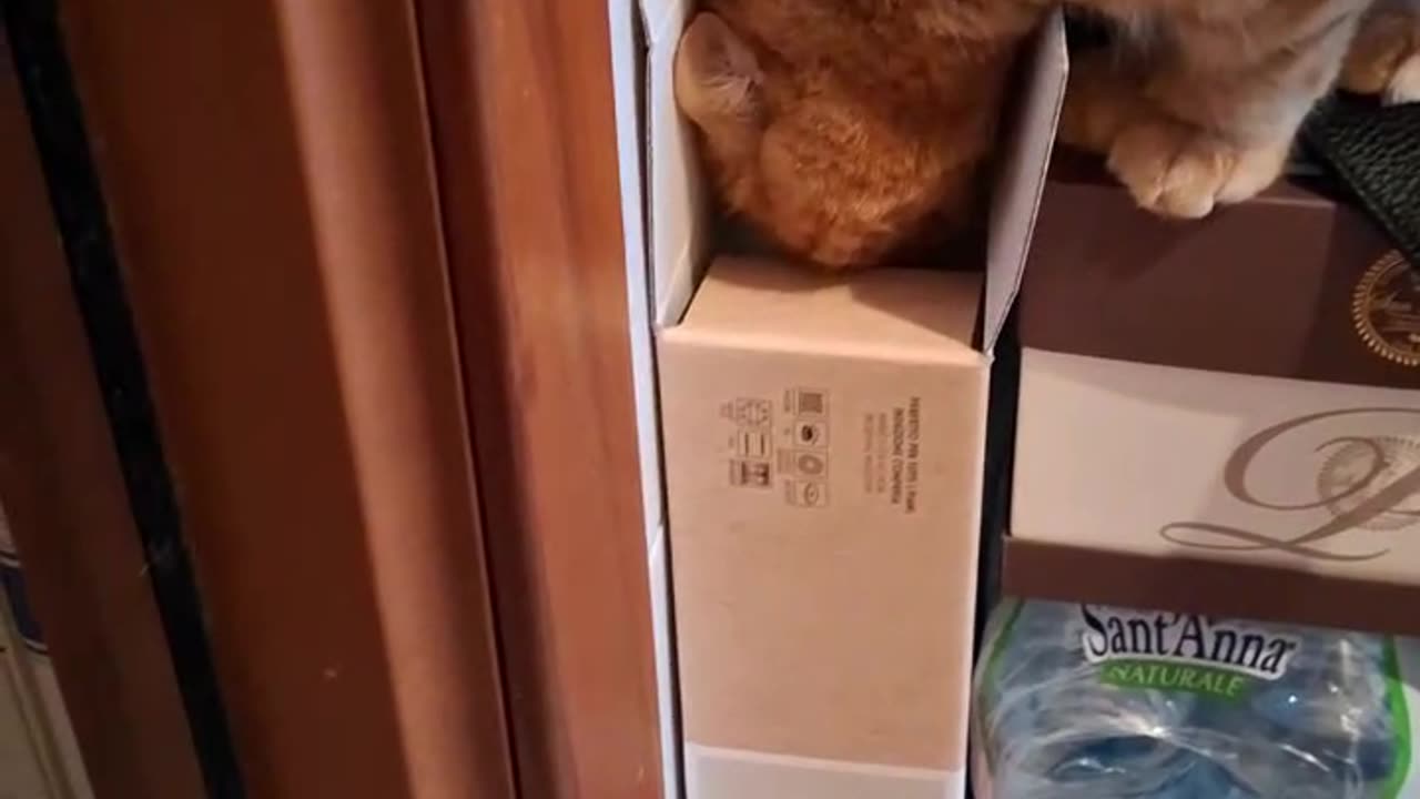 Curious Cat Dives Into Narrow Box