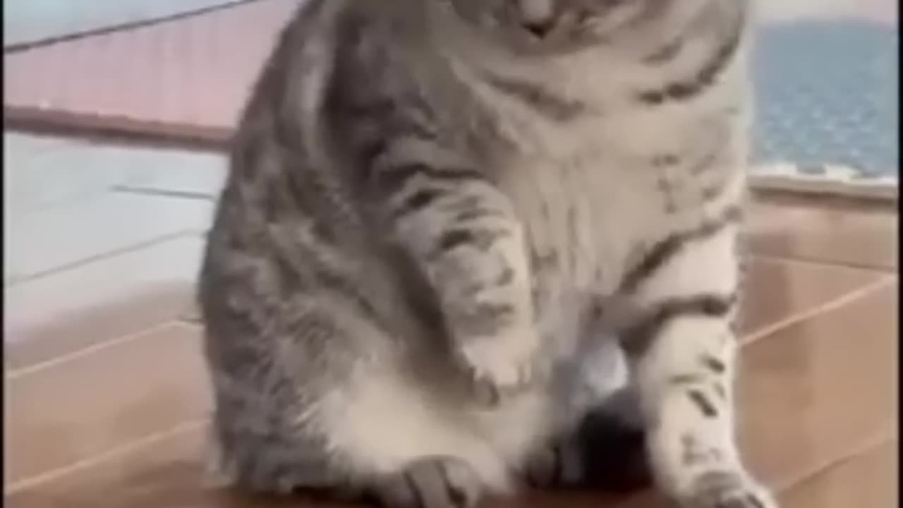 Funny animals video