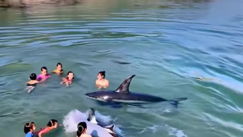 Just Watch! Incredible video of a group of people playing with dolphins in a quiet beach lagoon.