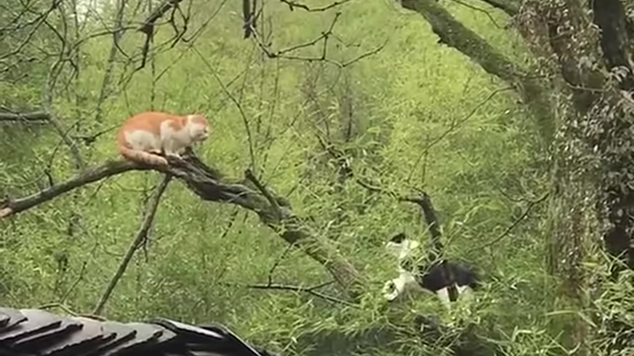 The best! Cat fights around the world! Don't miss this ones!