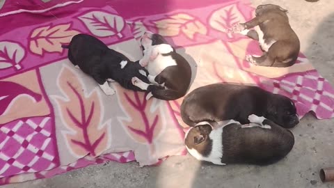 Dogs like