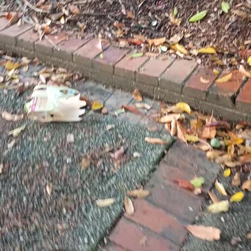 8.1.2025 Centenary Park Kuranda