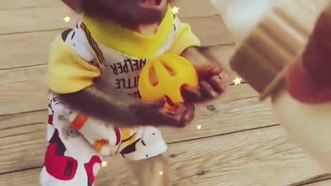 Viral | New Year | Trump | Cute animal | Biden #cat #cute #kitten #pets #meow #videos #shorts #viral