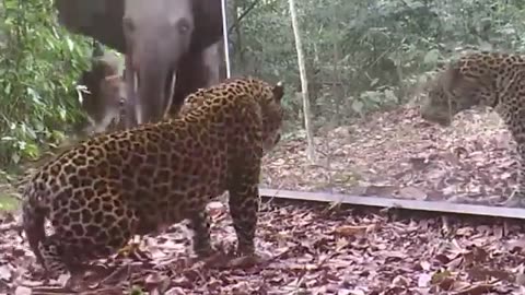 Trail Cam Captures Huge Predator in Action