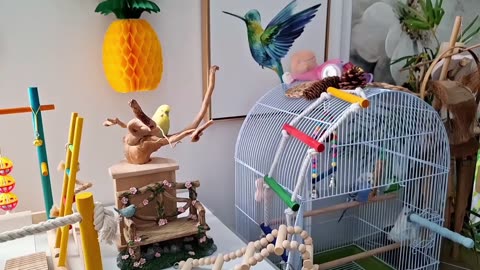 The MOST BEAUTIFUL SINGING CHIRPING SOUNDS 🎶 #cutebirdsvideos #singingbirds #singingparrots #budgies