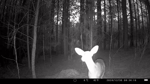 Deer Walking Through Forest