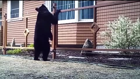 Animals Getting Shocked with Funny Sound Effects!!