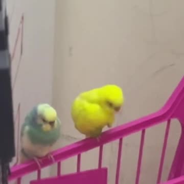 Pine flying to my hand #rain #rainsounds #relaxing #sound #music #birds #relaxingsound #calming