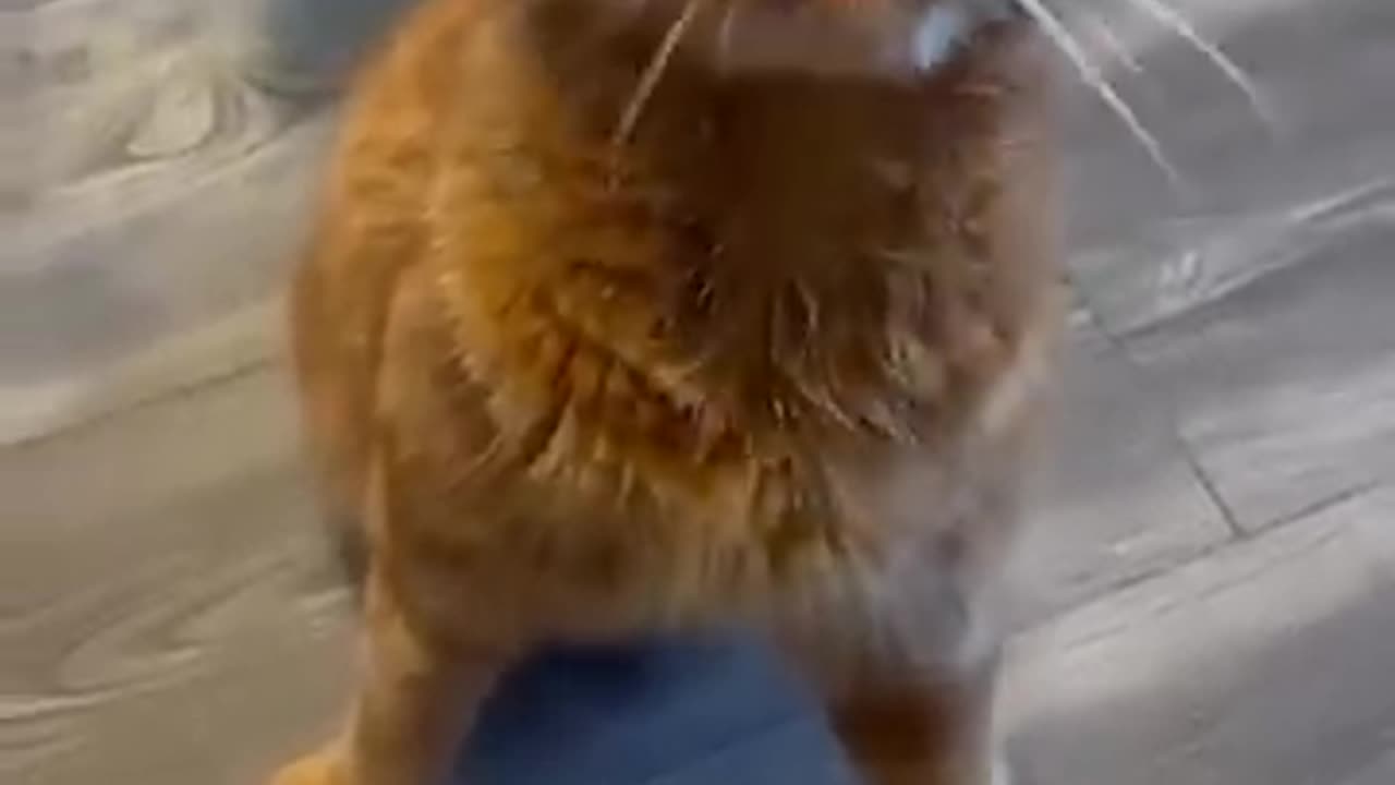 ginger cat