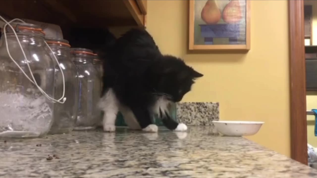 Cats do love watching things breaking