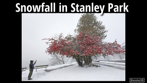 Snowfall in Stanley Park