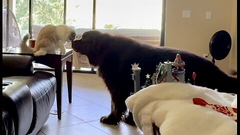 Boss Ragdoll Disciplines Barking Newfoundland.