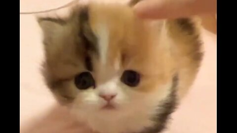 Cute baby kitten ♥️ 🥰