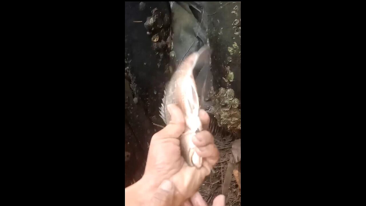 Mangorve Red Snapper