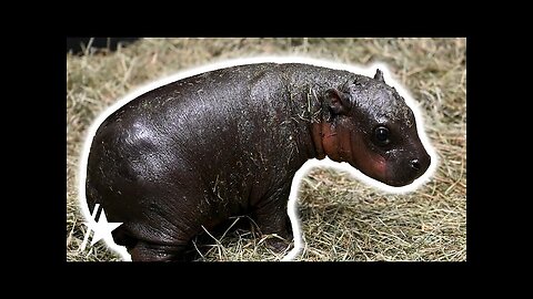 Moo Deng Lookalike Pygmy Hippo Born At Virginia Zoo