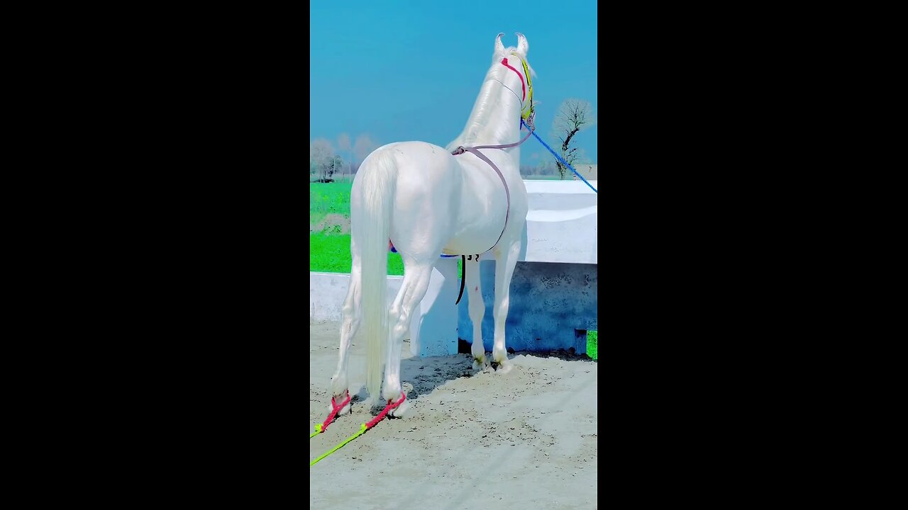 white horse#loveAnimal#nicehorse#😱😱😱