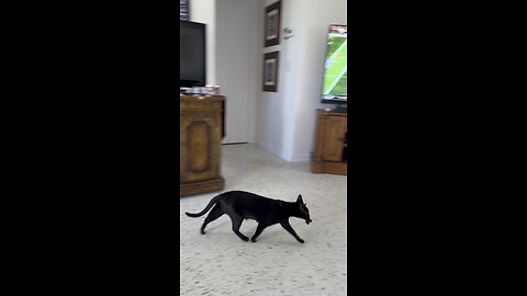My Pets In Paradise! | 4K