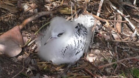 Baby Longtail (Tropicbird)