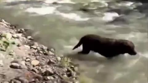 The other dog is so happy.. 😂