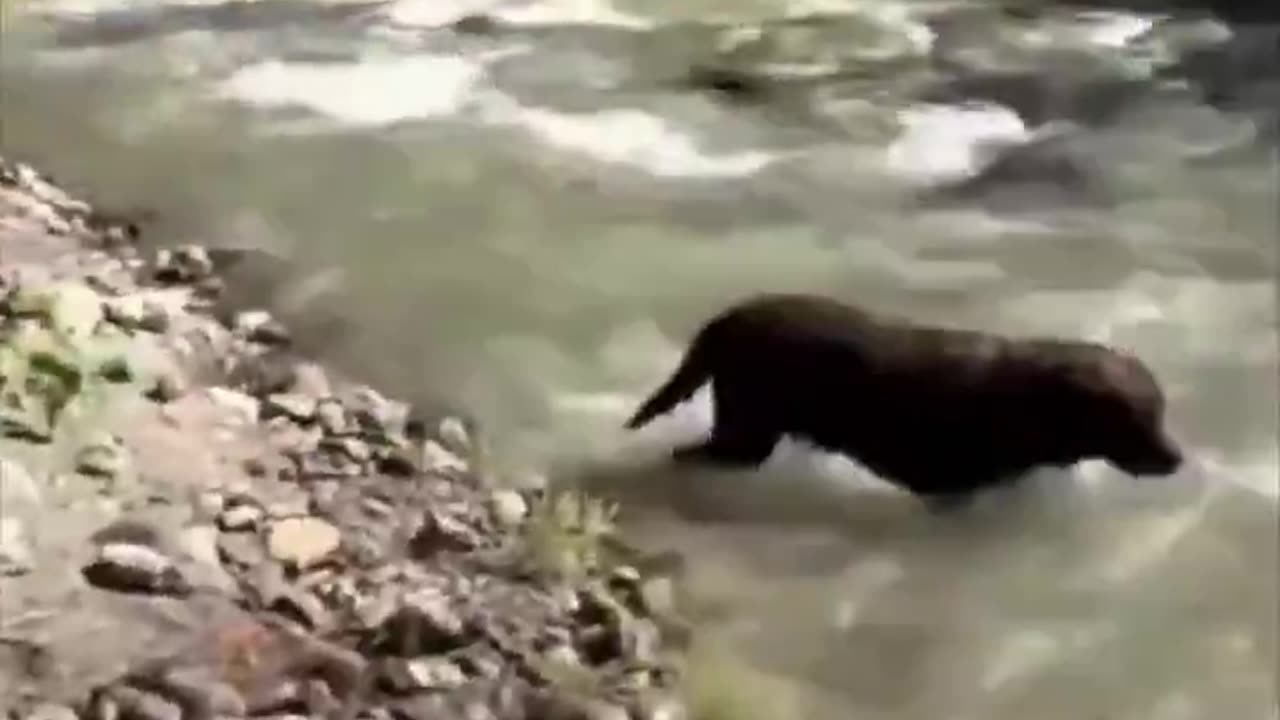 The other dog is so happy.. 😂