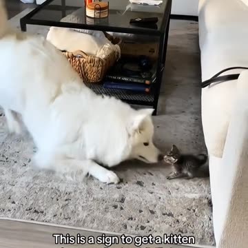 Cute Cat and Dog friend