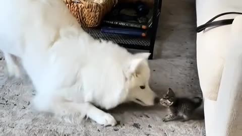 Cute Cat and Dog friend