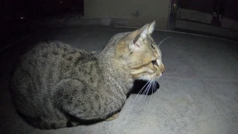 Homeless cat in Ras Al Khaimah UAE: CHRIS MARTIN & RIHANNA & JANET JACKSON #cat #cats #pet #pets #4u