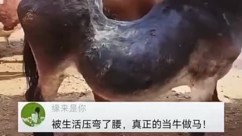 网友在牲畜买卖市场遇到背压弯的驴，终于放下了包袱 ，却迎来了生命的尽头，网友：这就是驴的命，何尝不是我们自己。