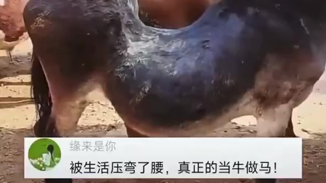 网友在牲畜买卖市场遇到背压弯的驴，终于放下了包袱 ，却迎来了生命的尽头，网友：这就是驴的命，何尝不是我们自己。
