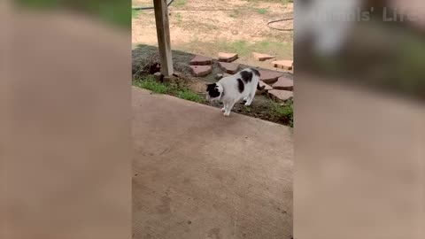 Best Funny Animal Videos 2025 😂 - Funniest Cats And Dogs Videos
