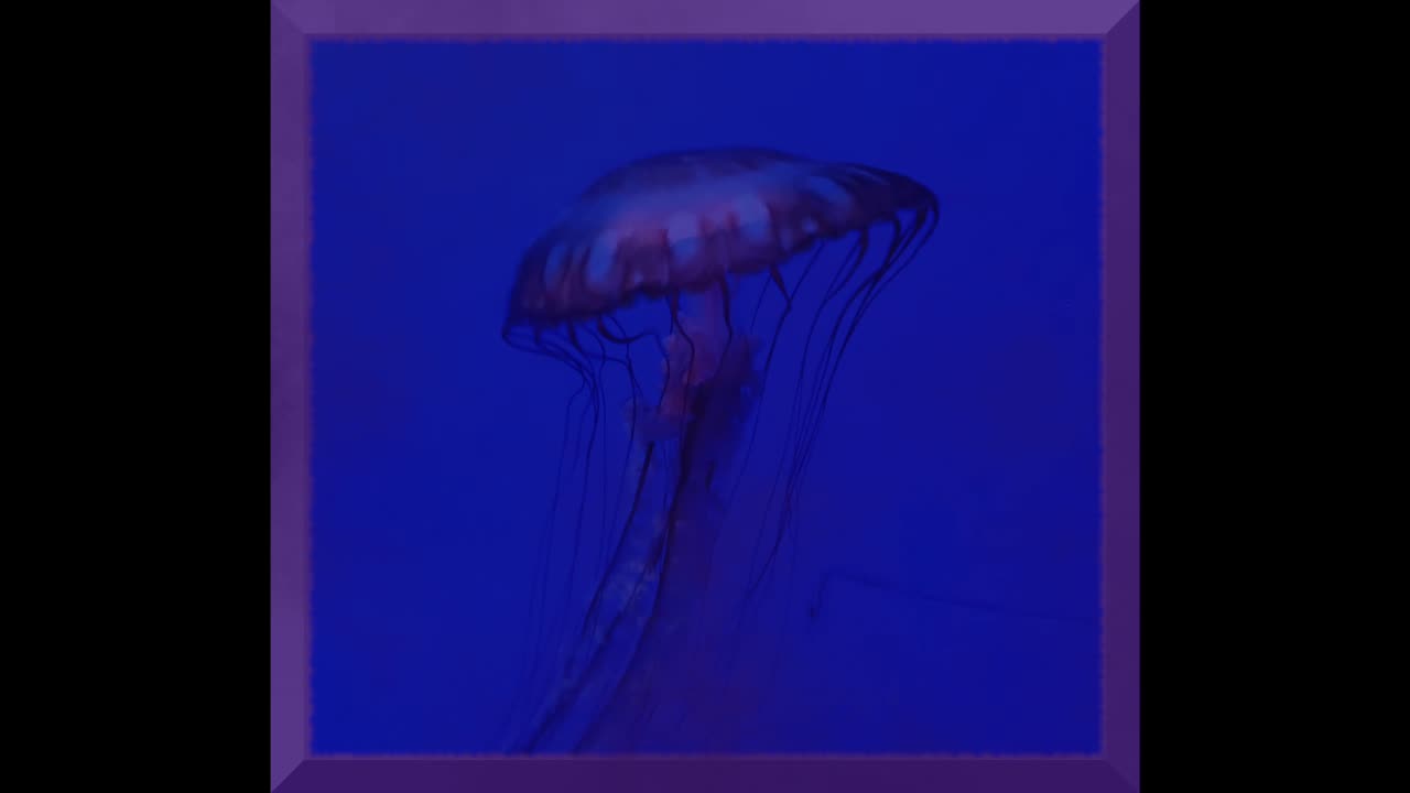 Sea Creatures by Karla Tabor