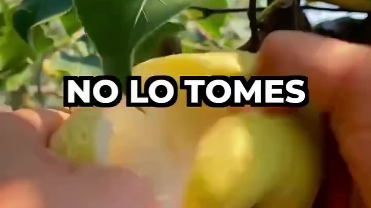 😊 🌳 #Fortalece 🫵 #Tu 🪴 #Sistema 🌱 #Inmune 🫶Con 🫰 #Estas 📝 #Recetas. - 🌱 #VidaSanaIg.👍