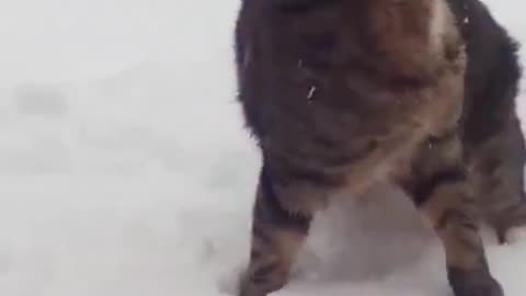 deaf Texan cat discovering snow