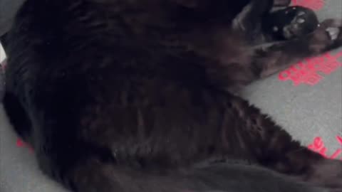 Cute Precious Piper Looks So Cute While Sleeping - Adopting a Cat from a Shelter Vlog #shorts