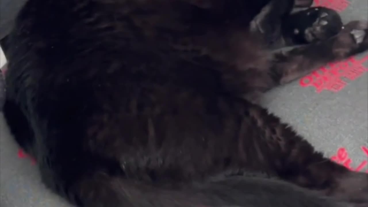 Cute Precious Piper Looks So Cute While Sleeping - Adopting a Cat from a Shelter Vlog #shorts