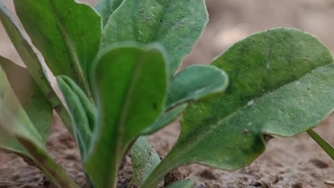 The Amazing Growth of a Plant from the Earth