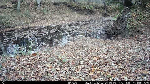 Grey Squirrel