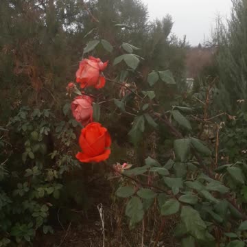 Slender roses in the garden